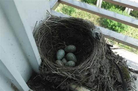 家裡有鳥築巢 風水|【家有鳥巢】家有鳥巢，居家風水亨通！揭開野鳥築巢。